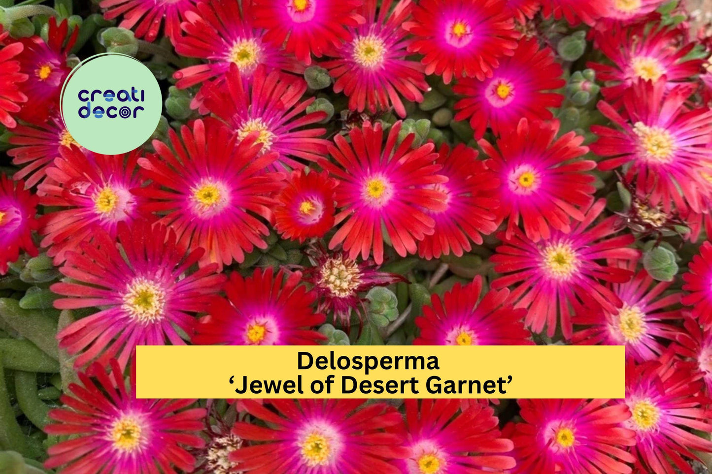 Delosperma ‘Jewel of Desert Garnet’ Ice Plant | Hardy Succulent Groundcover with Bright Red Blooms | Live Perennial Starter Plant