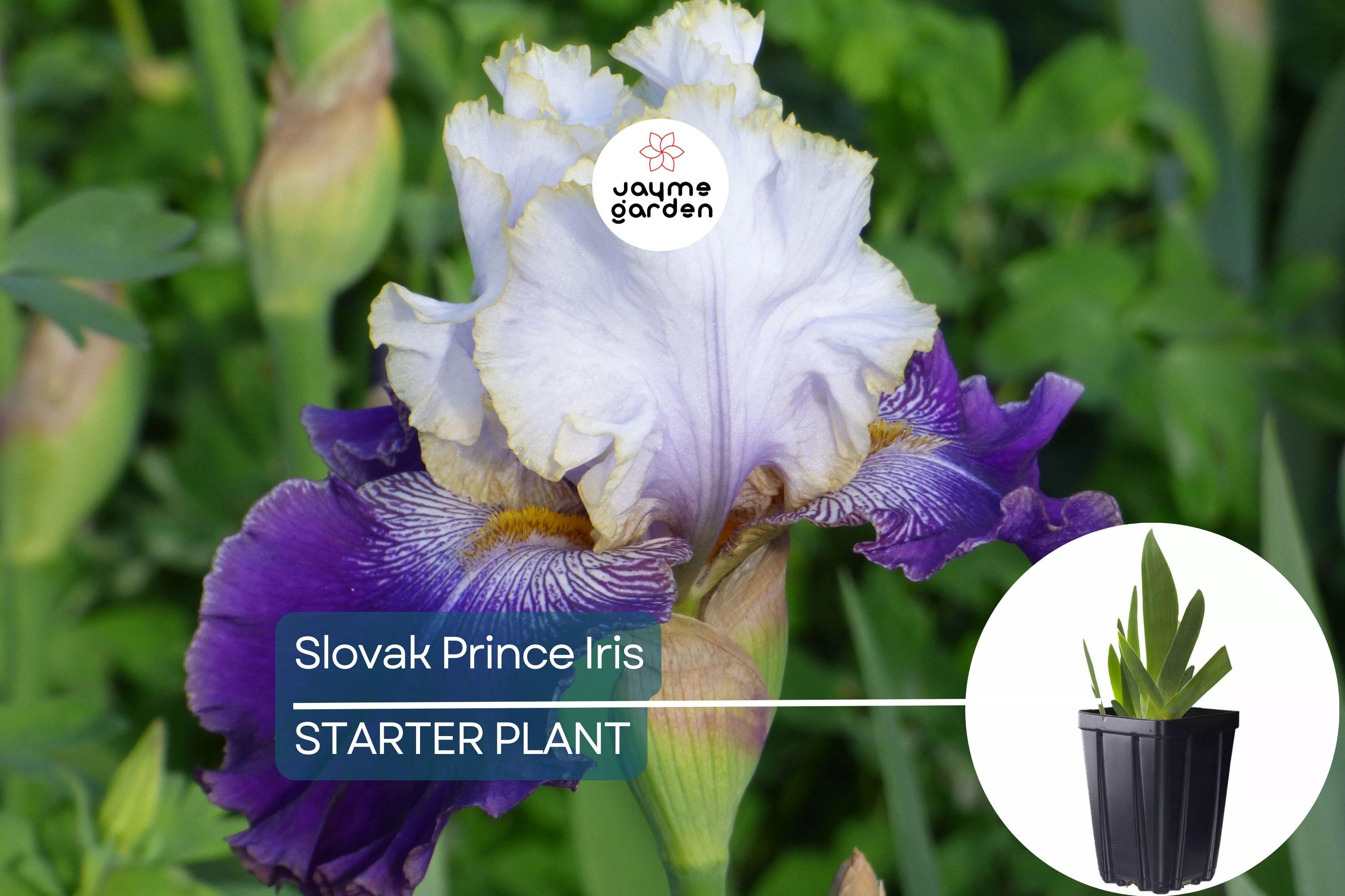 Slovak Prince Iris – 36" Tall | Fragrant Purple, White & Gold Flowers | Quart Pot | Perennial, Deer-Resistant | Zones 3-10