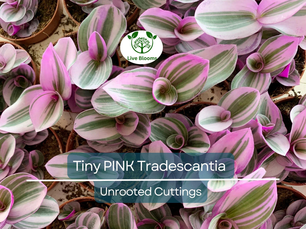 15 Tiny Pretty Pink Tradescantia Unrooted Cuttings | Spiderwort, Tradescantia pallida, Easy to Root, Decorative Pink Indoor Plant