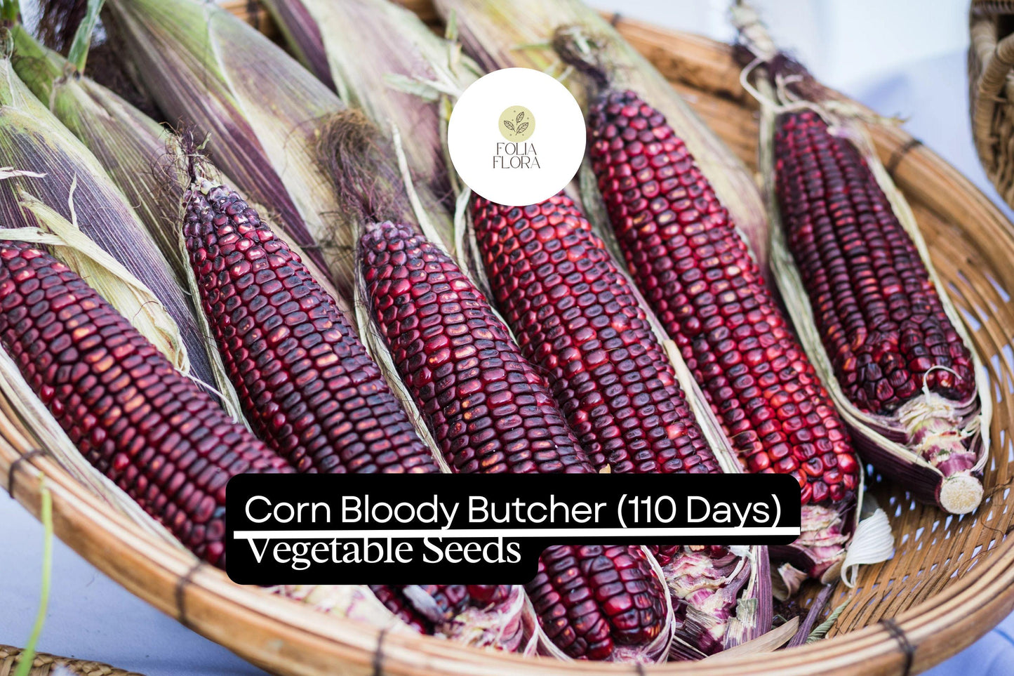 Bloody Butcher Corn (Zea mays) – Heirloom Red Kernels for Flour & Decor
