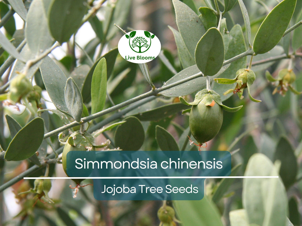 5 Seeds Jojoba (Simmondsia chinensis) for Planting | Hardy Shrub for Sustainable Landscaping, Oil Production & Wildlife Habitat