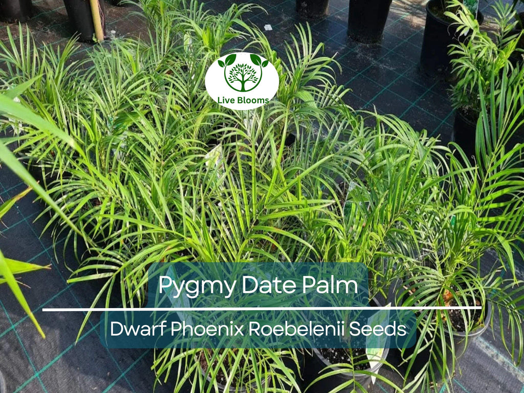 15 Pygmy Date Palm Seeds (Dwarf Phoenix Roebelenii), Indoor Houseplant, Tropical, Easy to Grow, Dwarf Palm Tree, Roebelenii Seeds, Indoor