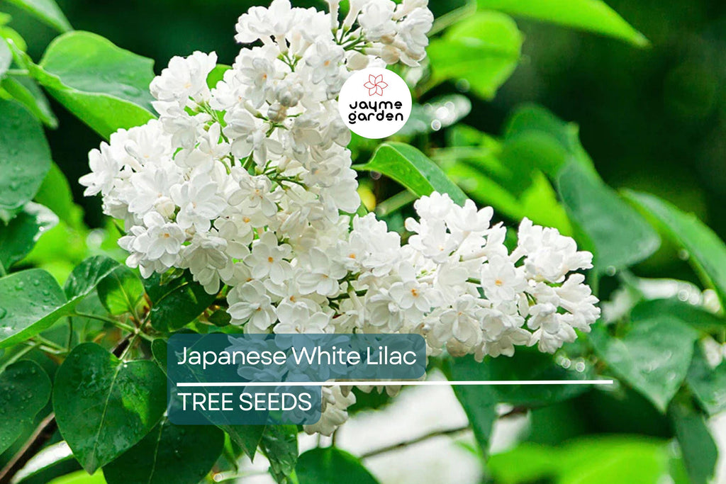 25 Japanese White Lilac Tree Seeds (Syringa reticulata) – Cold Hardy, Fragrant Flowers, 30ft Tall