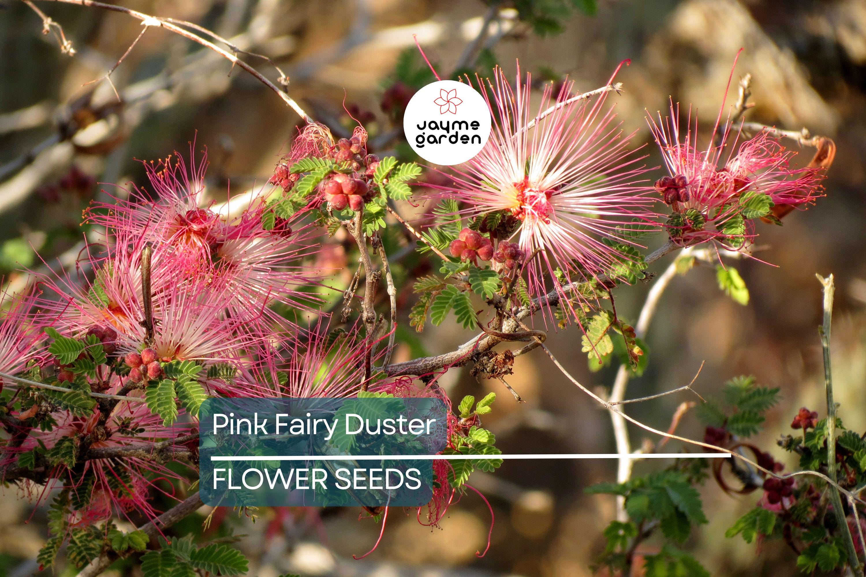 10 Pink Fairy Duster Tree Seeds (Mesquitella eriophylla) – Rare Exotic Mimosa, Low-Maintenance, Hummingbird Attractant