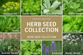 Set of 12 Herb Seeds – Basil, Dill, Parsley, Thyme, Lavender, Oregano, Cilantro & More – Perfect for Kitchen And Garden Planting – USA