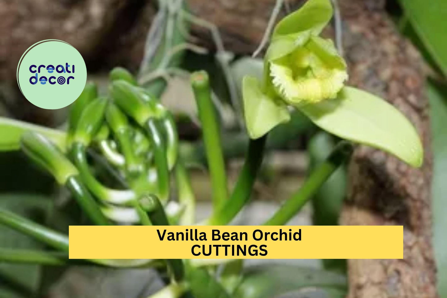 1 Vanilla Bean Orchid Cutting 12” | Unrooted Vanilla Planifolia Starter Vine | Grow Your Own Vanilla Plant at Home | USA Grown