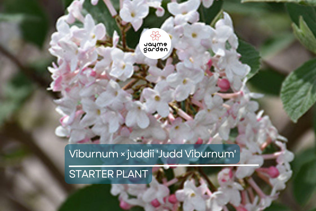 12-18" Judd Viburnum Shrub (Viburnum × juddii) - Fragrant Flowers, Colorful Foliage - Live Deciduous Plant for Zones 4-8