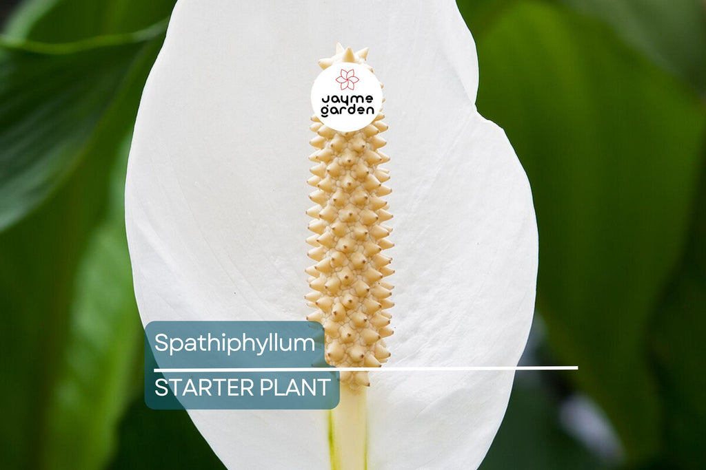 Peace Lily (Spathiphyllum) Live Plant | 10-12 Inches Tall | White Flowers | Indoor/Outdoor | Air Purifying | Low Light Houseplant