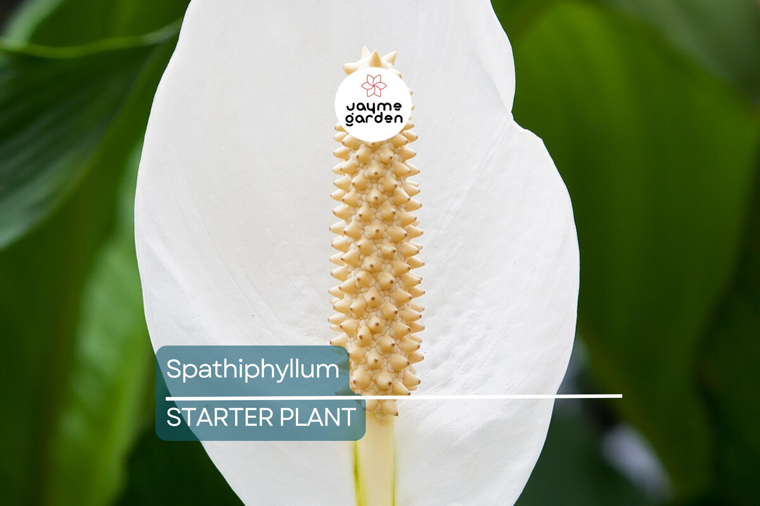 Peace Lily (Spathiphyllum) Live Plant | 10-12 Inches Tall | White Flowers | Indoor/Outdoor | Air Purifying | Low Light Houseplant