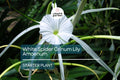 White Spider Crinum Lily Amoenum Starter Plant | Giant Flowering Outdoor Lily | Live Rooted Bulb | Drought-Tolerant