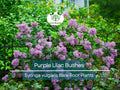 5 Purple Lilac Bushes – Bare Root Shrubs – Fragrant Spring Blooms, Heirloom Flowering Plants for Borders or Hedges
