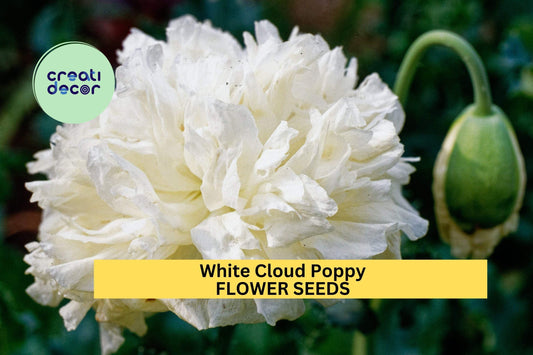 200+ White Cloud Poppy Seeds – Elegant Pure White Blooms for Garden Planting, Cottage Garden Annuals for Beds & Borders – USA
