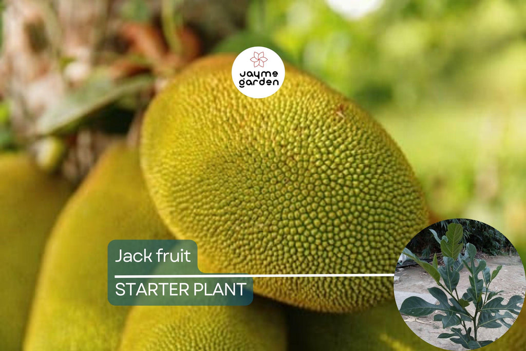 Jackfruit Tree 1′-2′ Live Starter Tropical Fruit Tree | Artocarpus heterophyllus | Nutritious, Versatile, Sustainable | Vegan-Friendly