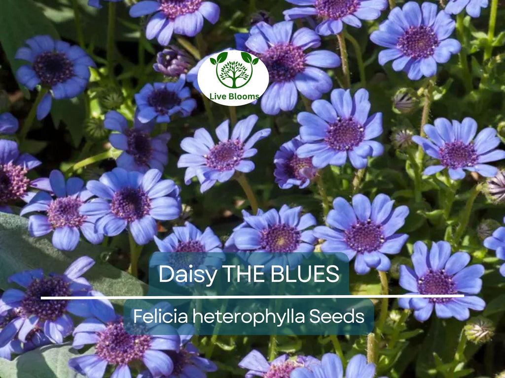 50 Seeds Daisy The Blues Felicia Heterophylla, Blue Flowers, Heirloom, Non-GMO, Pollinators, Perennial, Garden, Wildflower, Easy to Grow