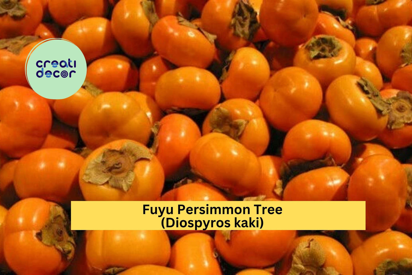 Fuyu Persimmon Tree (Diospyros kaki) – 2 Live Seedlings 6–12” – Sweet Non-Astringent Fruit Tree for Home Orchard