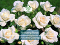4 Iceberg Rose Unrooted Cuttings - Easy to Root, Rosa 'Iceberg', White Blooms, Perfect for Propagation, Garden or Landscape