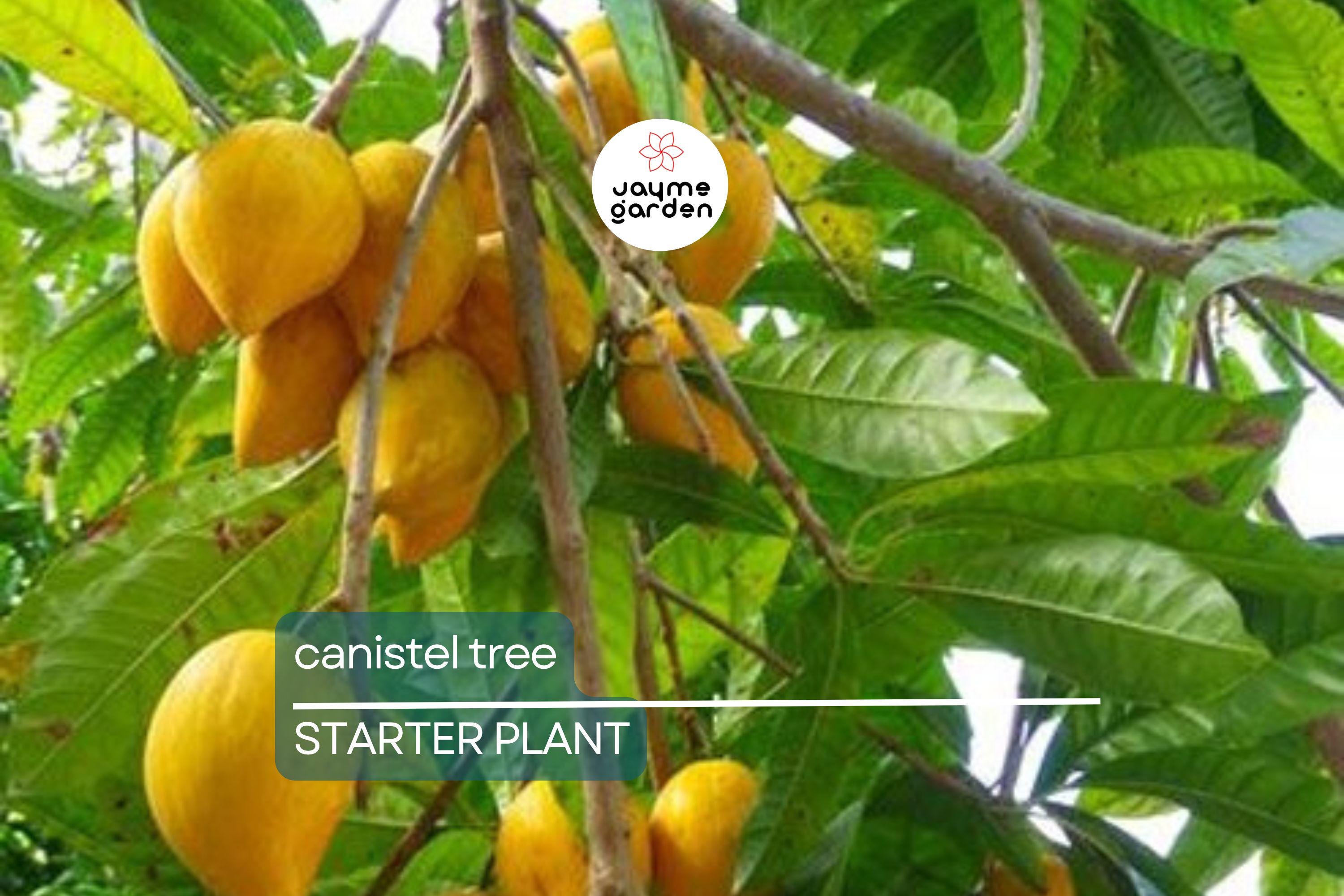 Canistel Tree Seedling | 9-Inch Tall Starter Plant | Live Tropical Fruit Tree | Easy to Grow | Ideal for Warm Climates