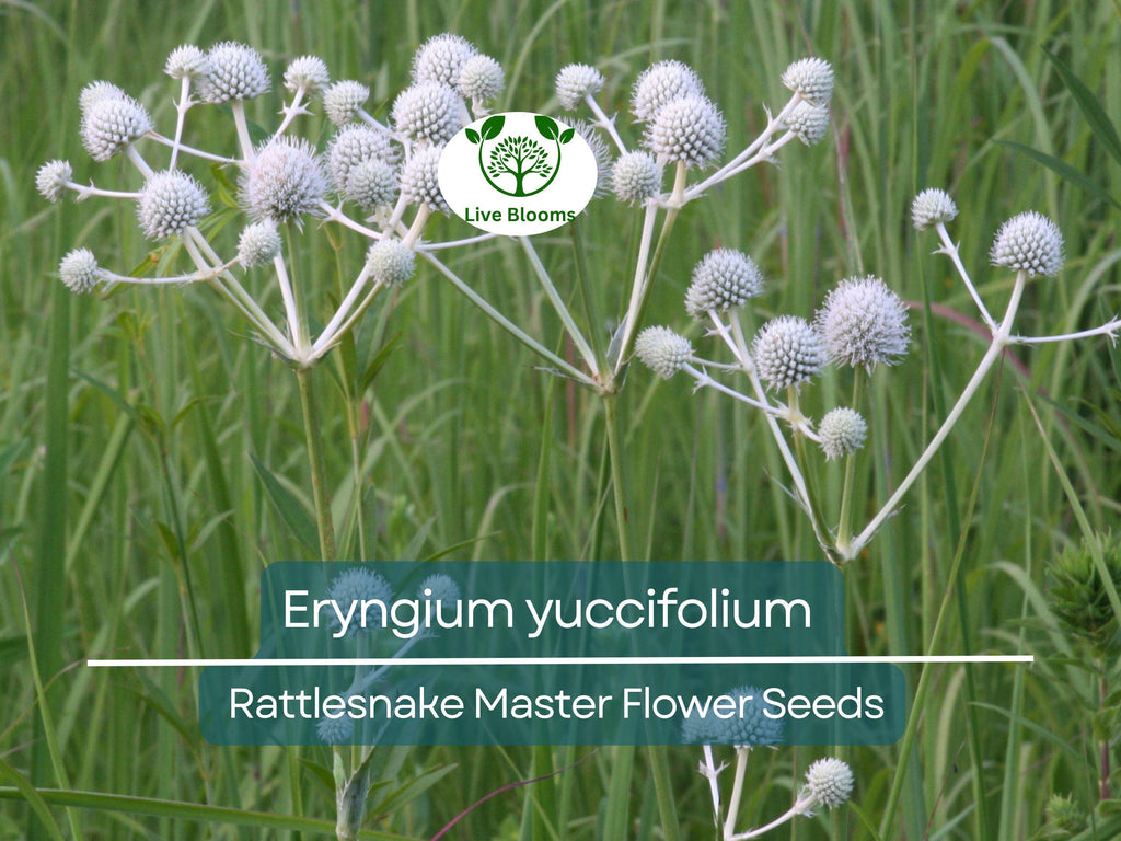 1 Gram Seeds Eryngium yuccifolium (Rattlesnake Master) for Planting | Unique Native Perennial for Gardens, Prairies, and Landscaping