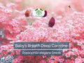 1000 Seeds Baby's Breath Deep Carmine, Crimson Red Flowers, Non-GMO, Pollinator-Friendly, Elegant Garden Blooms, Gypsophila elegans