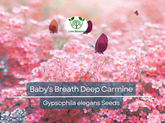 1000 Seeds Baby's Breath Deep Carmine, Crimson Red Flowers, Non-GMO, Pollinator-Friendly, Elegant Garden Blooms, Gypsophila elegans