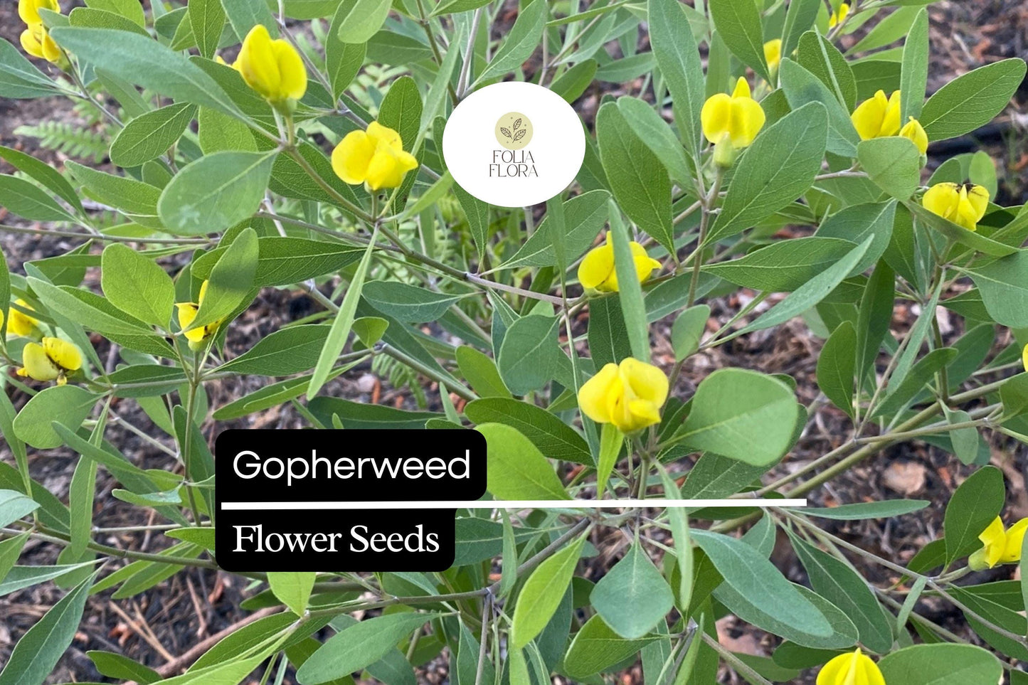 Gopherweed Seeds (Baptisia lanceolata) | 25 Seeds | Hardy Native Perennial for Pollinators