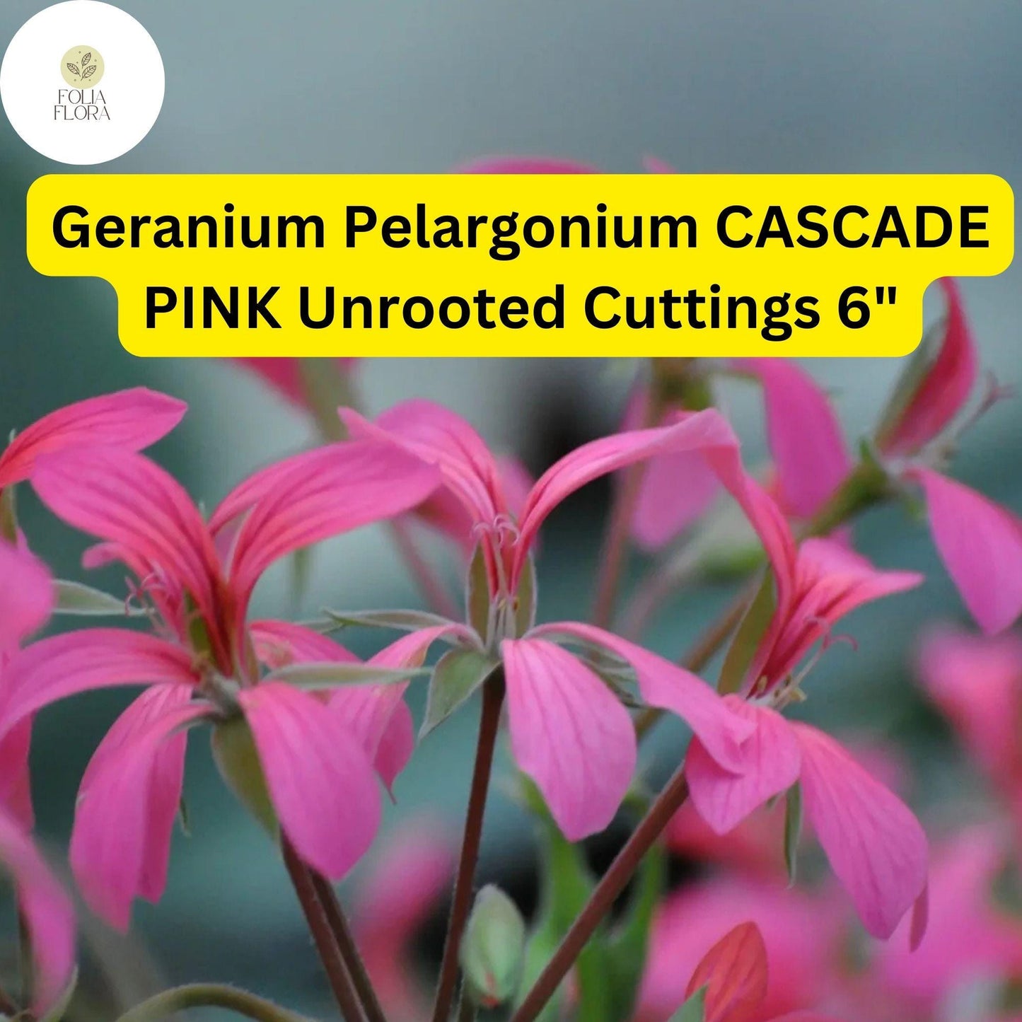 Geranium Pelargonium ‘Cascade Pink’ | 3 Live 6” Unrooted Cuttings | Trailing Flowering Plant, Vibrant Blooms, Easy-Care