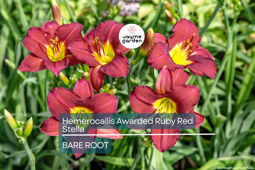Ruby Stella Daylily Bare Root - Award-Winning, Red Blooms, Re-Blooming, Drought-Tolerant, USDA Zones 3-9