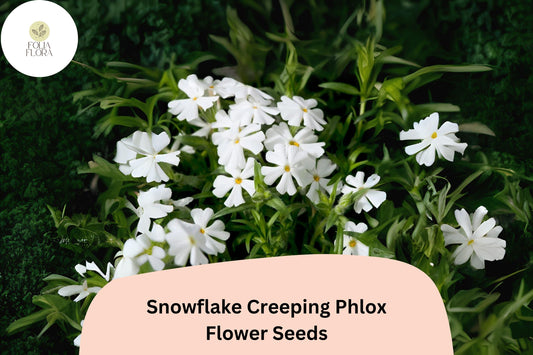 100+ Snowflake Creeping Phlox Seeds – White Ground Cover Flowers, Phlox subulata