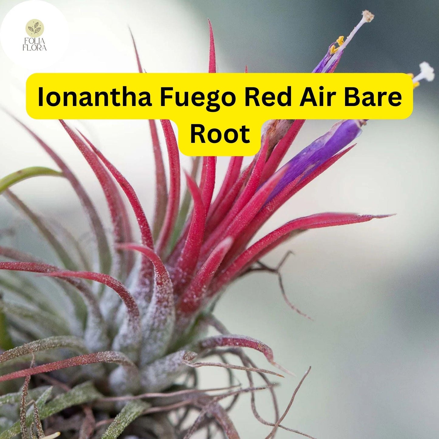 5 Bare Root Ionantha Fuego Red Air Plants, Low Maintenance, Exotic Variety, Tillandsia