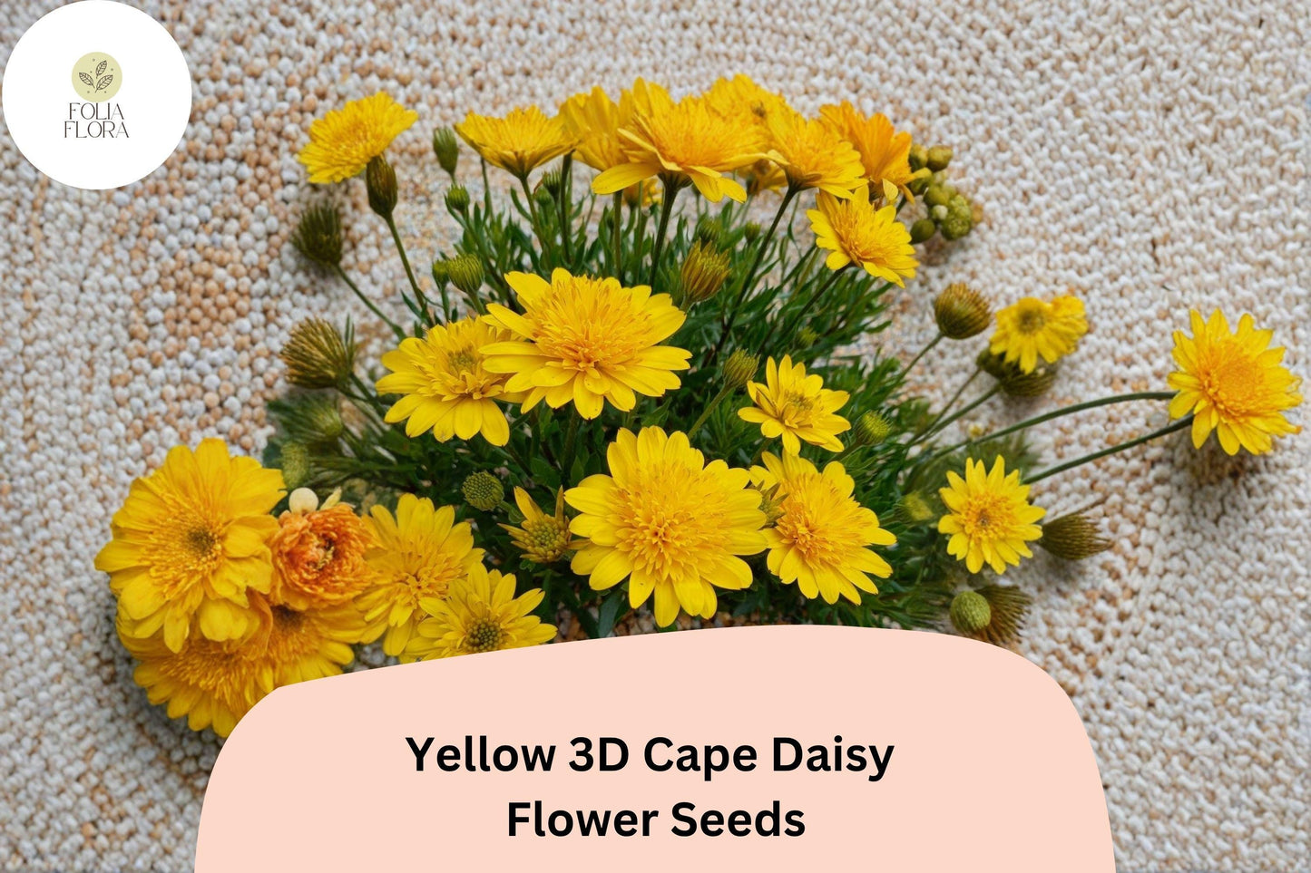 50+ Yellow 3D Cape Daisy Seeds | Osteospermum ecklonis | Golden Bloom | Easy-Grow Garden Flower Seeds