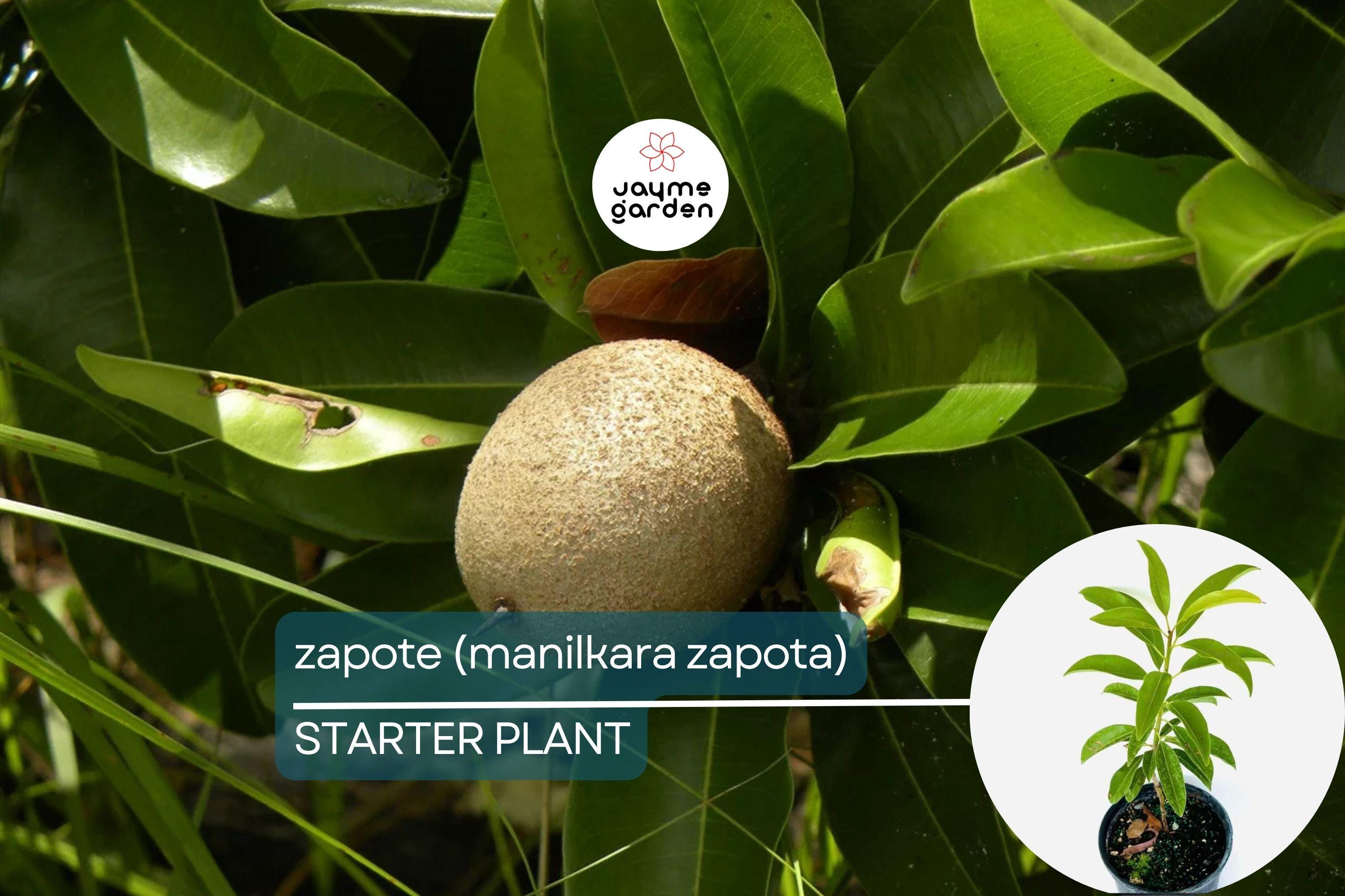 Grafted Sapodilla Tree (Manilkara zapota) Live Tropical Fruit Tree 12”-24” – Early Fruiting, Sweet Zapote Fruit