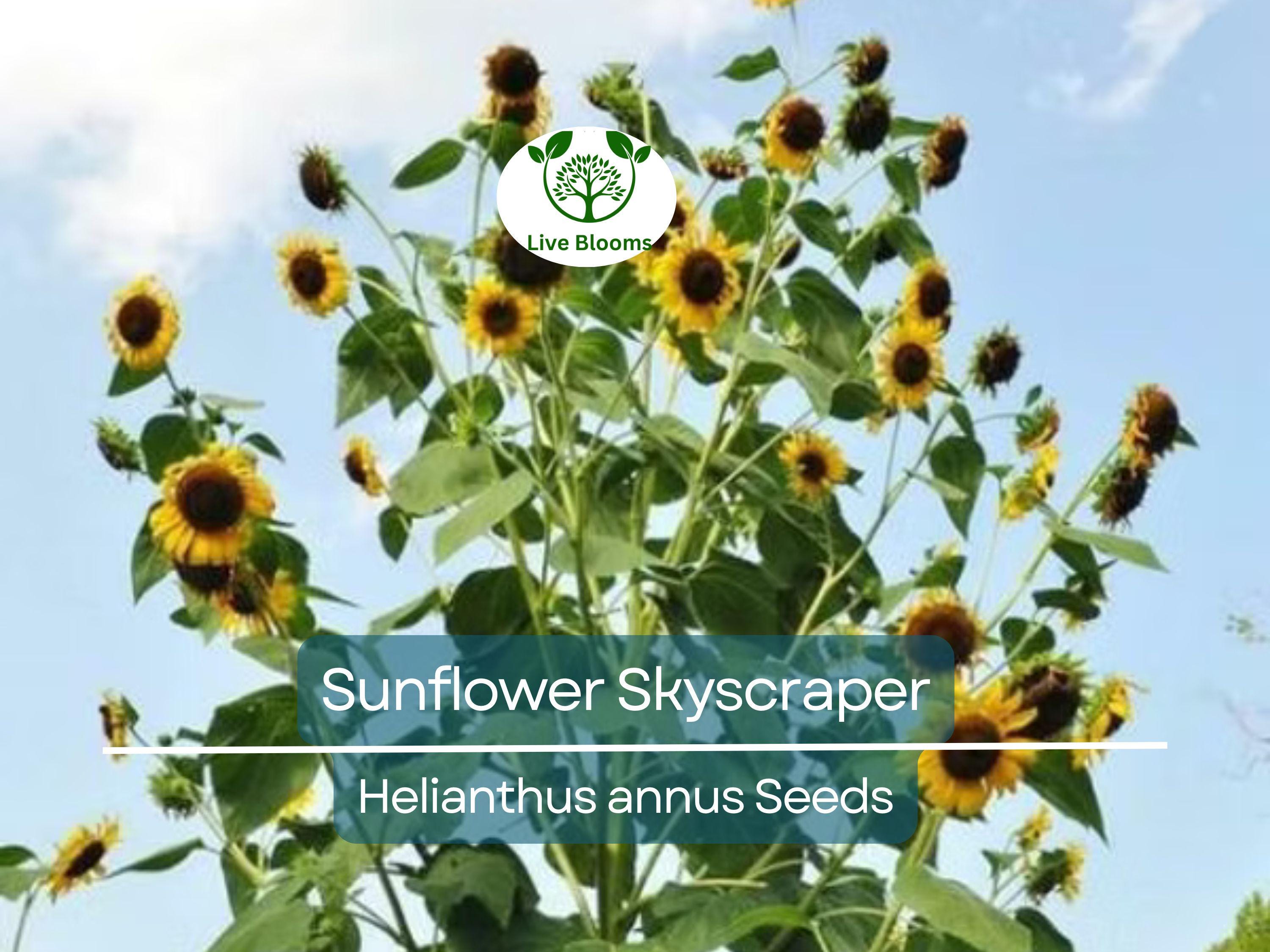 20 Seeds Sunflower Skyscraper, 144" Tall, Huge Edible Flowers, Heirloom Non-GMO, Giant Sunflower, Great for Gardens & Pollinators