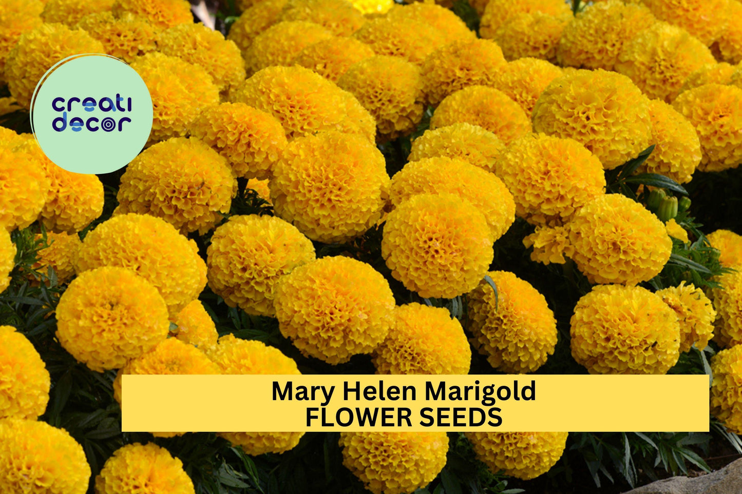 25+ Mary Helen Marigold Seeds – Golden-Yellow Double Blooms for Garden Planting, Summer Annuals for Beds, Borders & Pots – USA