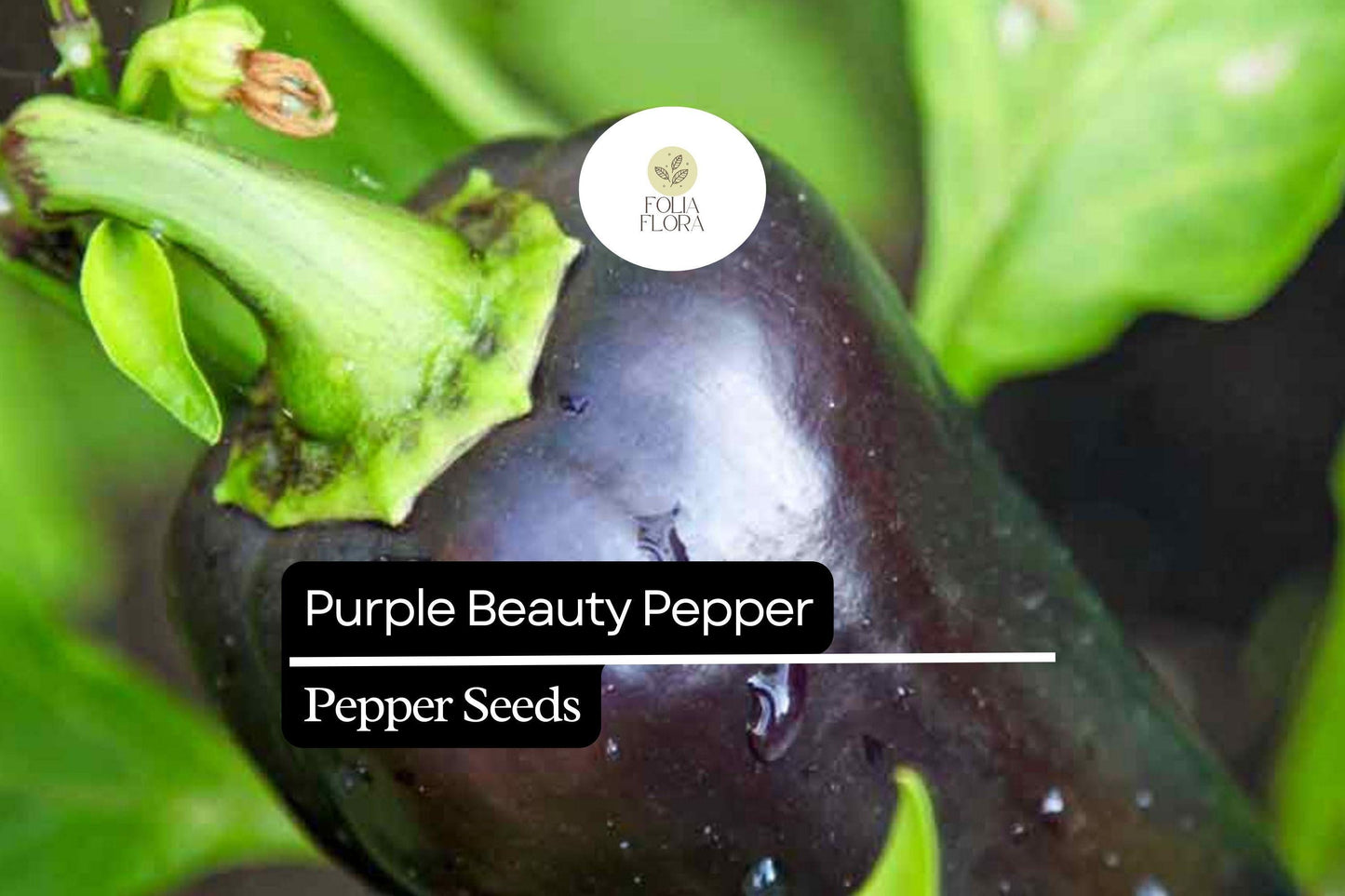 25 Purple Beauty Pepper Seeds – Capsicum annuum – Sweet Bell Pepper, Vibrant Purple Color, Non-GMO, High Yield, Great for Salads & Cooking