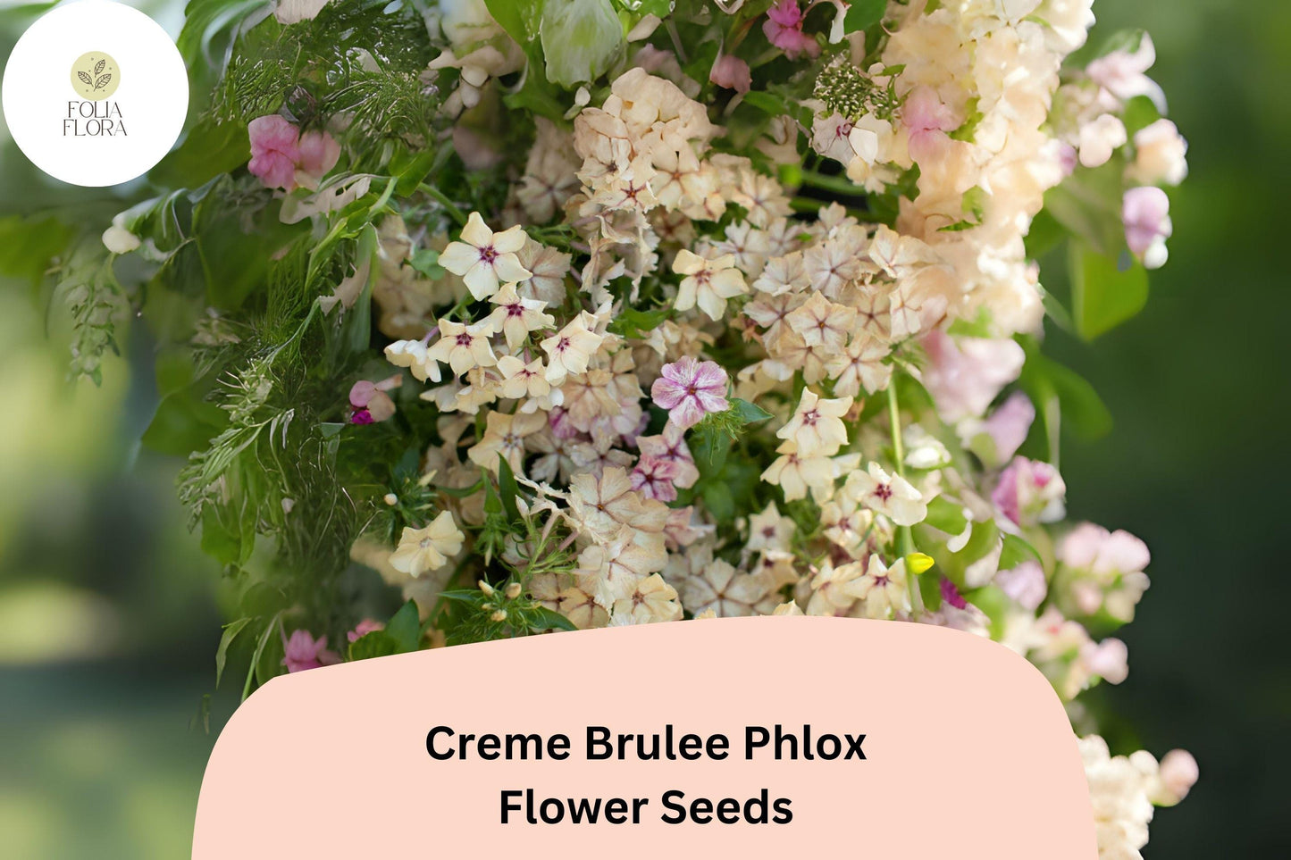 100+ Crème Brulee Phlox Seeds for Garden Planting | Phlox drummondii | Annual Flower Seeds | Creamy Yellow Blooms