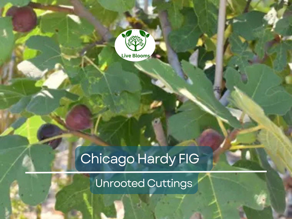 4 Chicago Hardy Fig Unrooted Cuttings/Scions 6" or Longer with 3+ Nodes - Freshly Cut, Ficus Carica, Perfect for Propagation & Planting