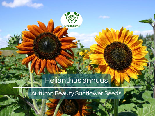 1 Gram Seeds Autumn Beauty Sunflower for Planting | Multicolored Blooms for Gardens, Borders & Pollinator Habitats
