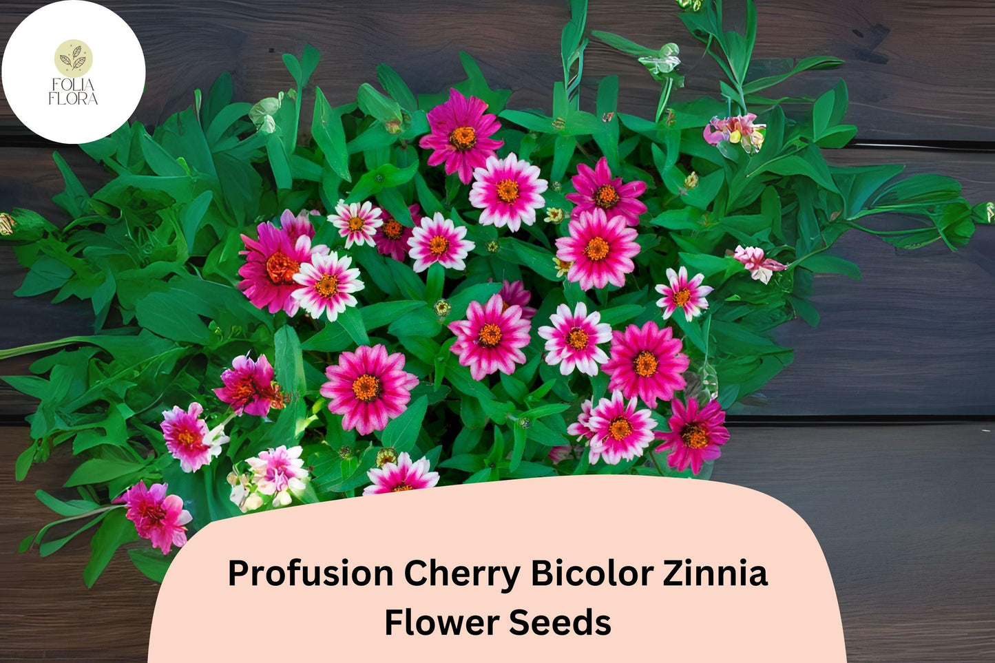 100+ Profusion Cherry Bicolor Zinnia Seeds | Bright Pink-Red White Flowers | Easy Annual Garden Planting | Pollinator Friendly