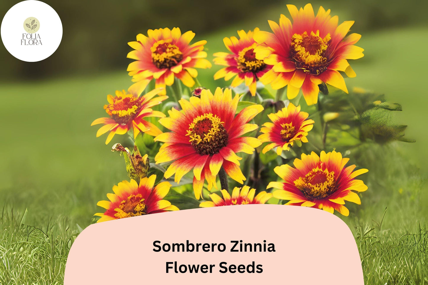 Sombrero Zinnia Seeds: Heirloom Non-GMO Annual Flowers