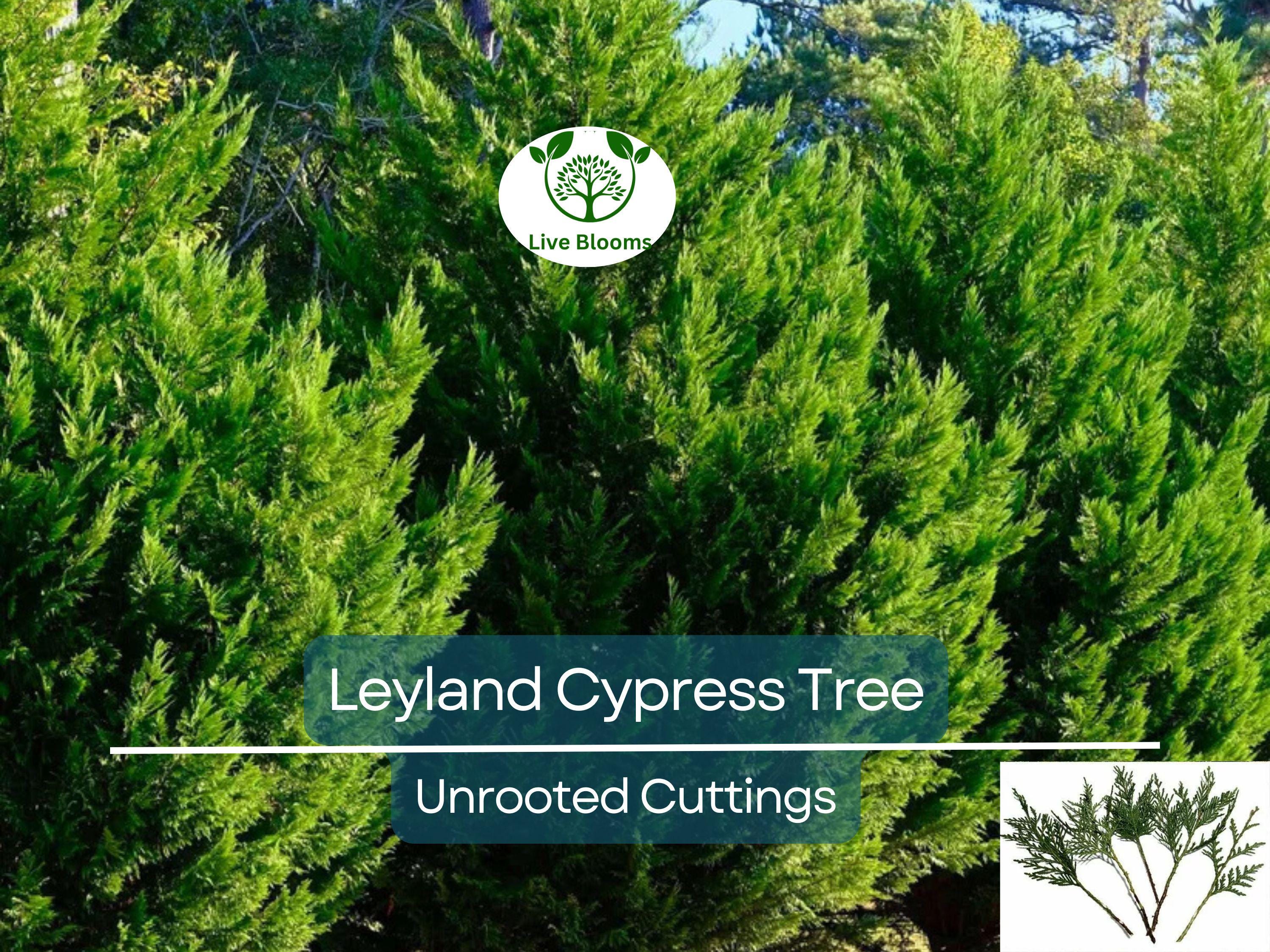 15 Leyland Cypress Tree Unrooted Cuttings 6-7" | Cupressus × leylandii, Privacy Hedge, Fast-Growing Evergreen