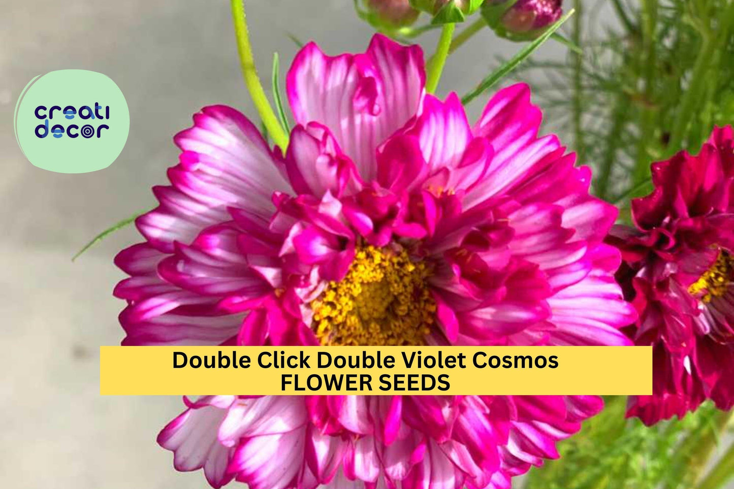 200+ Double Click Double Violet Cosmos Seeds – Frilly Purple Blooms for Garden Planting, Long-Stemmed Cut Flowers – USA