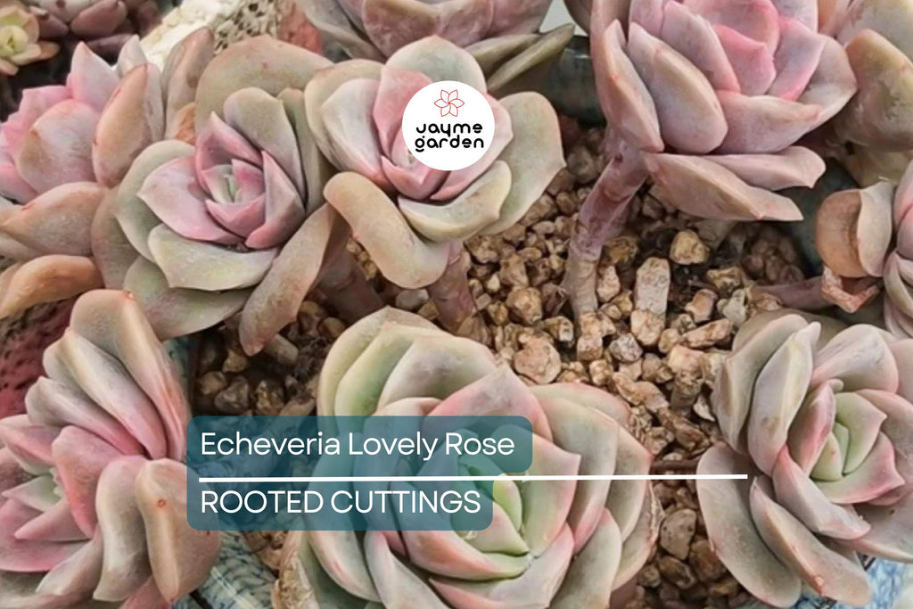 5 Live Echeveria ‘Lovely Rose’ Succulent Plants Fully Rooted in 2" Pots | Rose-Like Mini Succulents for Gifts & Decor