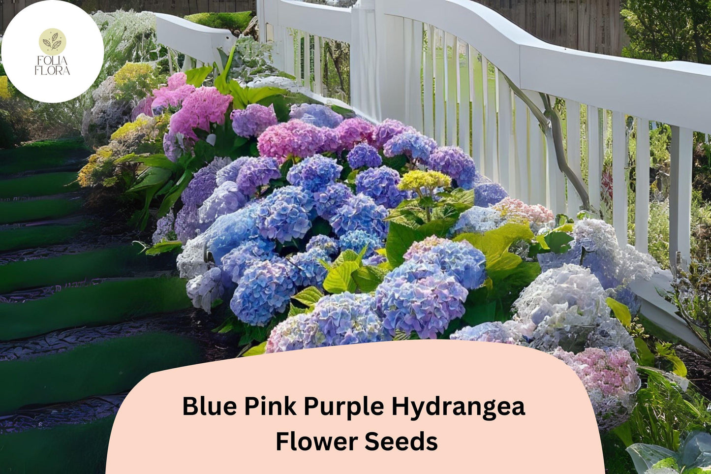 25 Blue Pink Purple Hydrangea Seeds | Mixed Color Blooms | Ornamental Shrub | Garden or Pot Plant | Long-Lasting Flower Show
