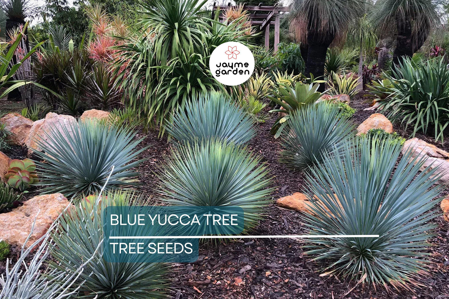 10 Blue Yucca Tree Seeds (Yucca rigida) – Cold Hardy, Rare Agave-Like Plant