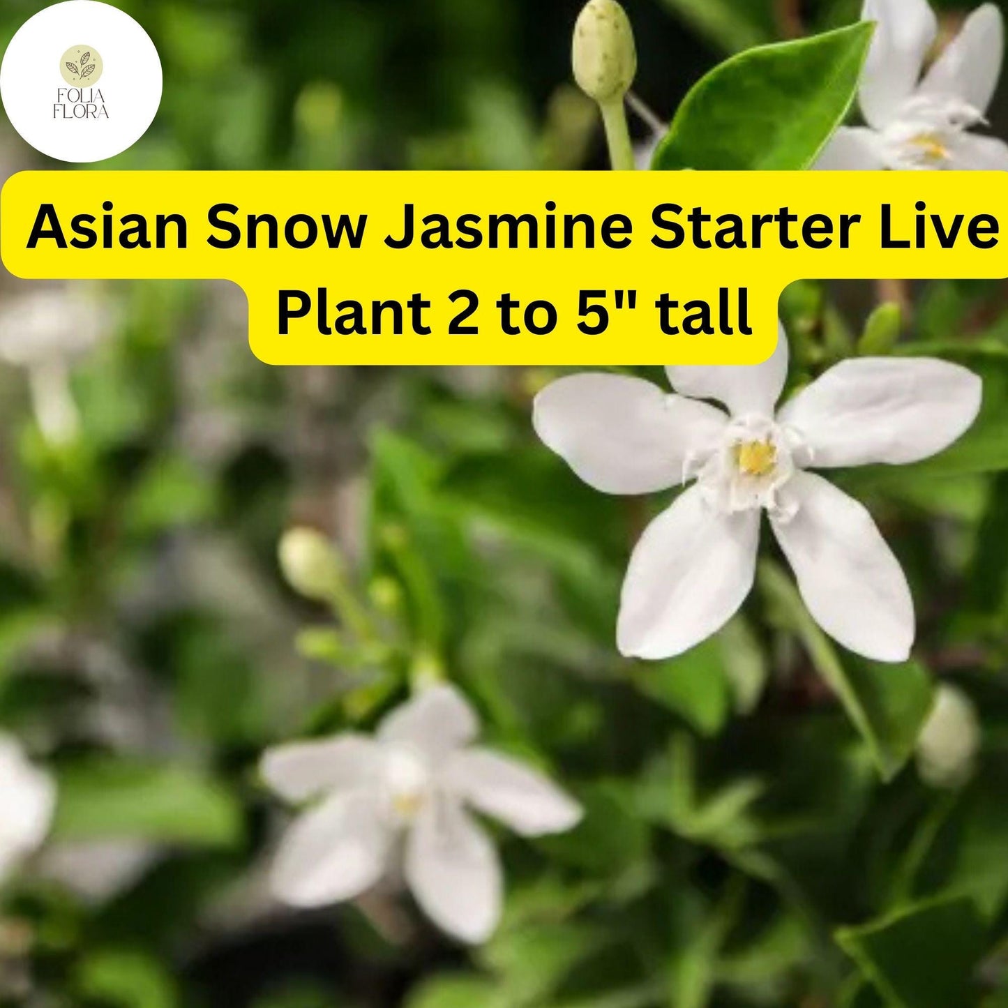 1 Wrightia Antidysenterica – Asian Snow Jasmine Bare Root Starter Live Plant 2-5” Tall – Fragrant White Flowers
