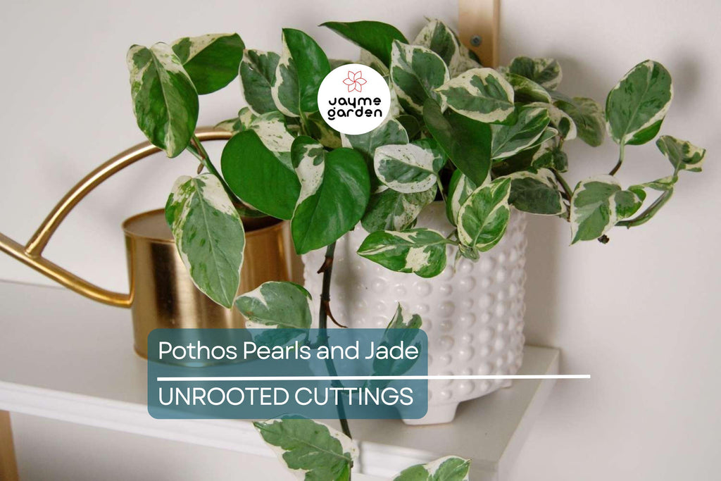 Pothos Pearls and Jade – 3 Cuttings, Variegated Devil’s Ivy, Easy Indoor Houseplant