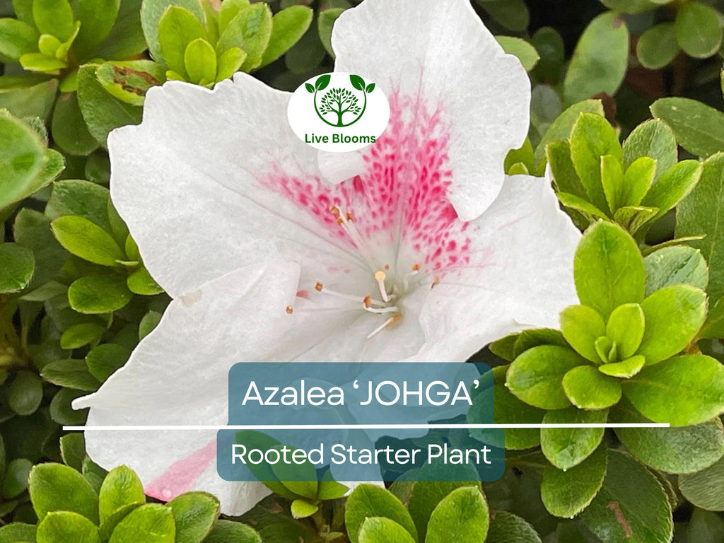 1 JOHGA Azalea Rhododendron Deciduous Rooted Starter Plant - Multi-Color Blooms, Hardy Rhododendron, Perfect for Garden Landscaping