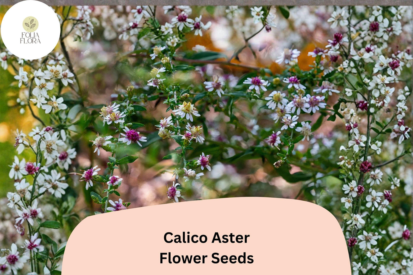 100 Symphyotrichum lateriflorum Seeds | Calico Aster | White Native Perennial Wildflower for Pollinator & Meadow Garden