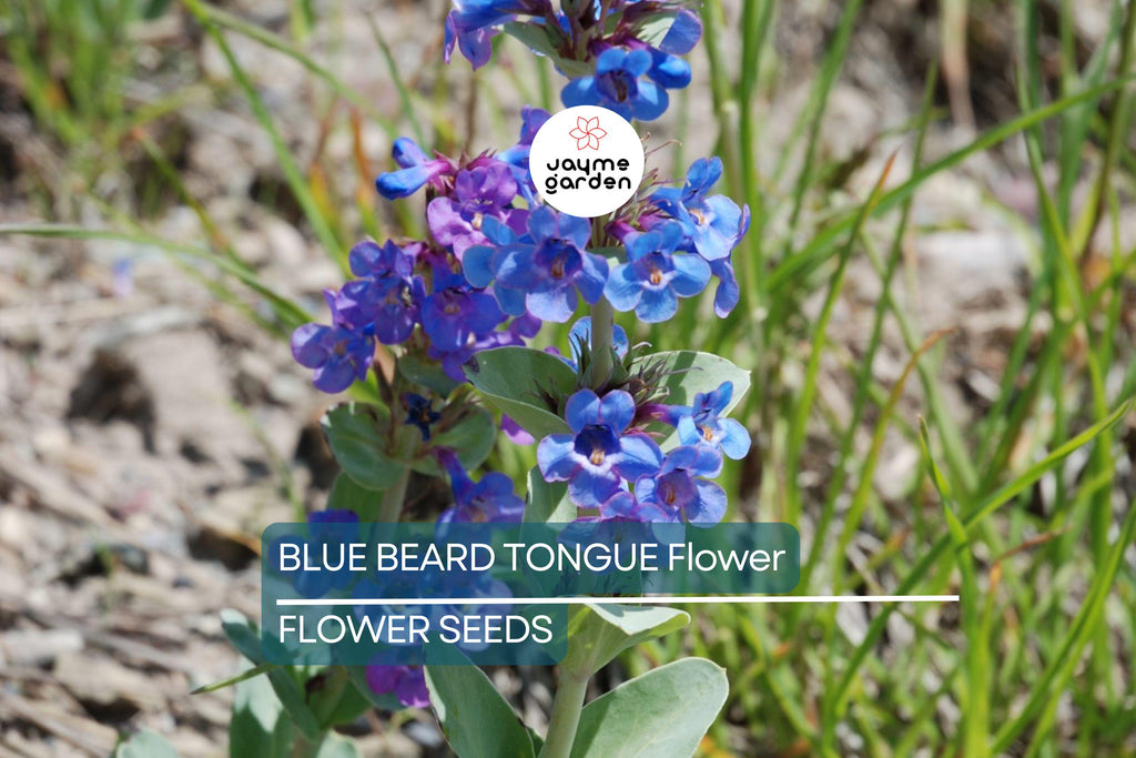 20 Blue Beard Tongue Seeds – Penstemon spectabilis, Hummingbird & Butterfly Magnet