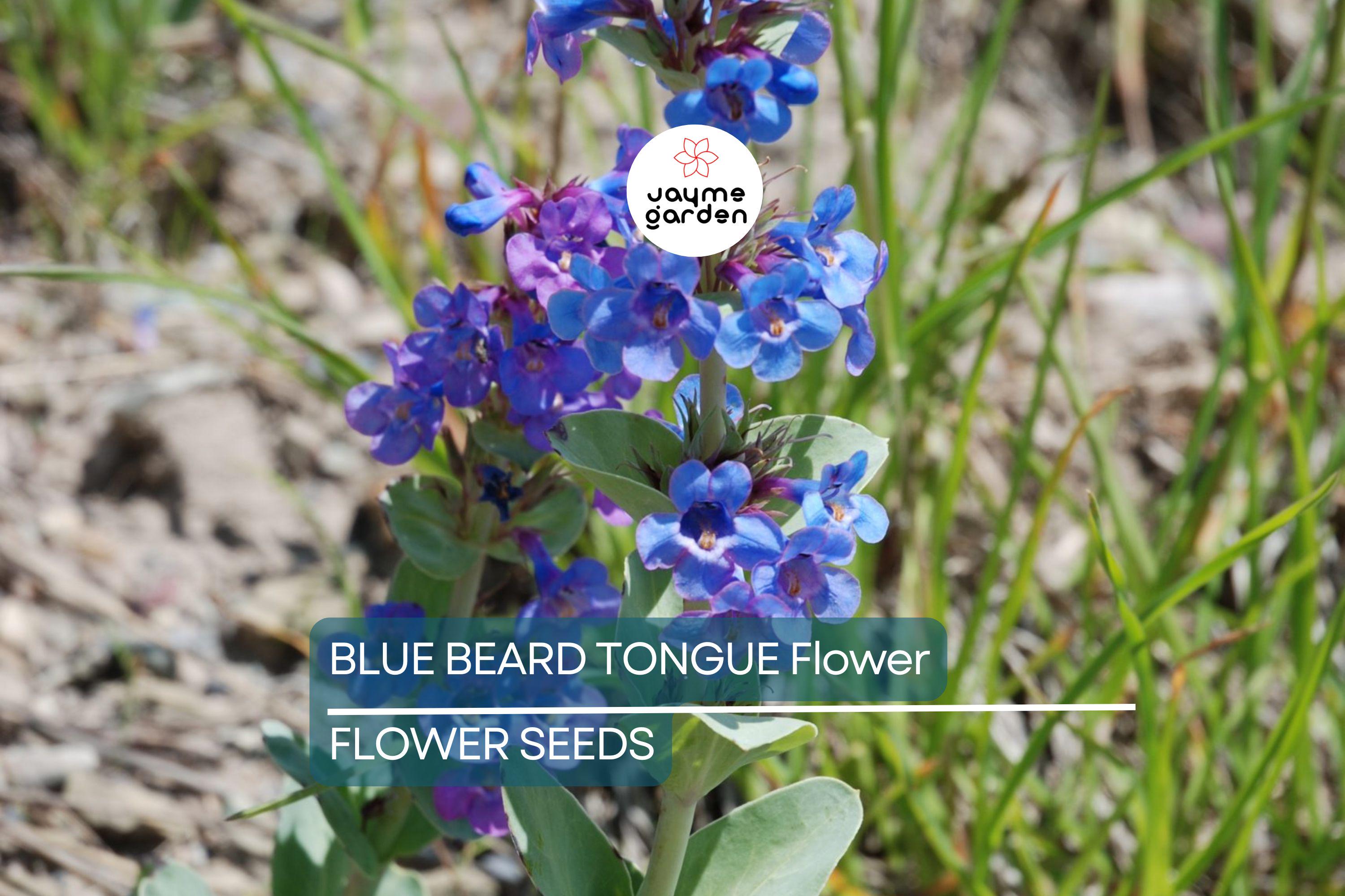 20 Blue Beard Tongue Seeds – Penstemon spectabilis, Hummingbird & Butterfly Magnet